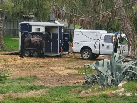 النائب كسيف: أخرِجوا خيول الشرطة من "مقبرة الاستقلال" الإسلامية في القدس! 